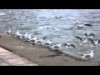 Sea - gulls in Thessaloniki